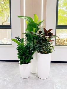 宁波奉化花卉出租方案来袭，装点你的缤纷世界